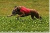 - Izïmaour Championne Internationale de Coursing