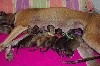 - Les 9 merveilleux bébés de Rose sont là.