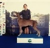 - Européen Dog Show du 11/12 octobre en Pologne