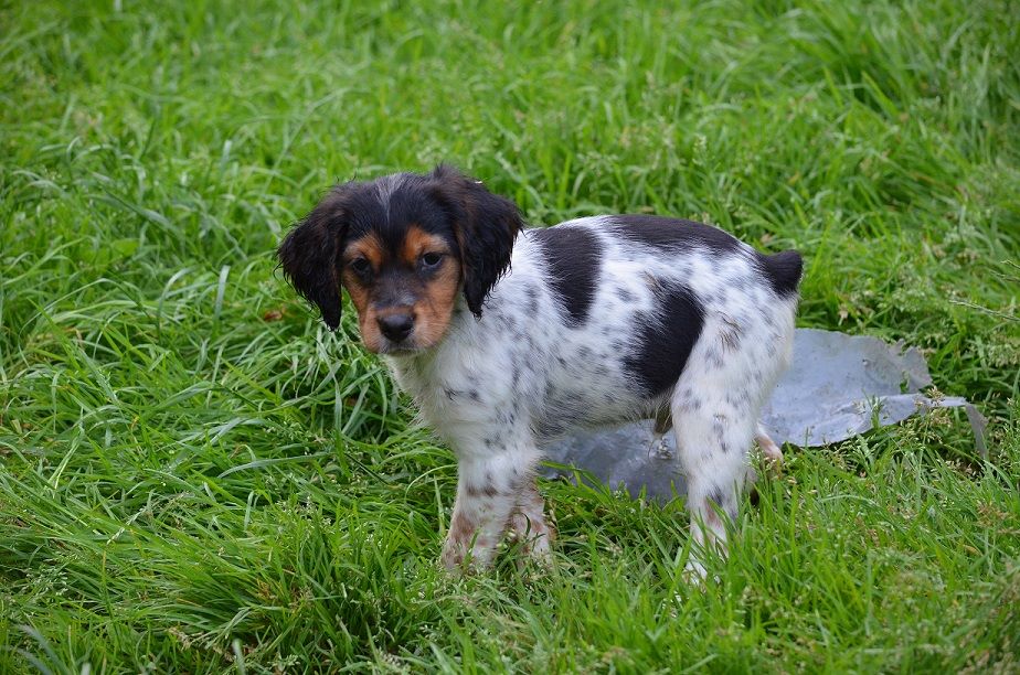 Chiot - Elevage de monesties - eleveur de chiens Epagneul Breton