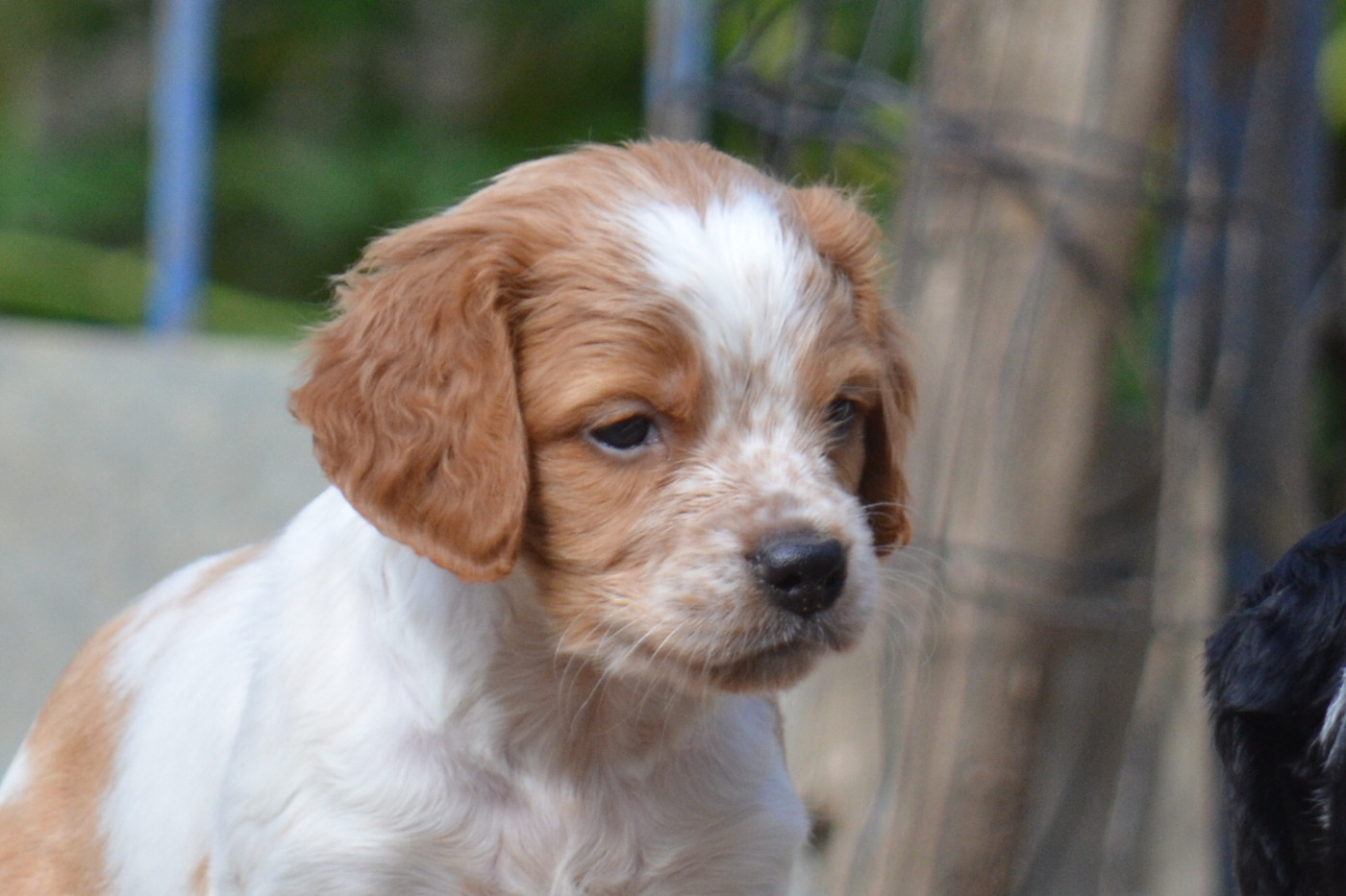 Chiot N°3