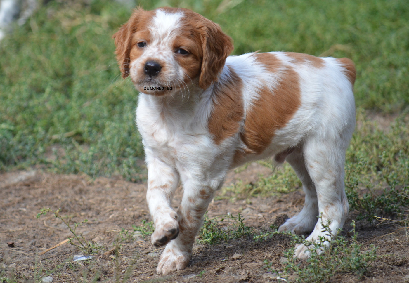 Chiot N°3
