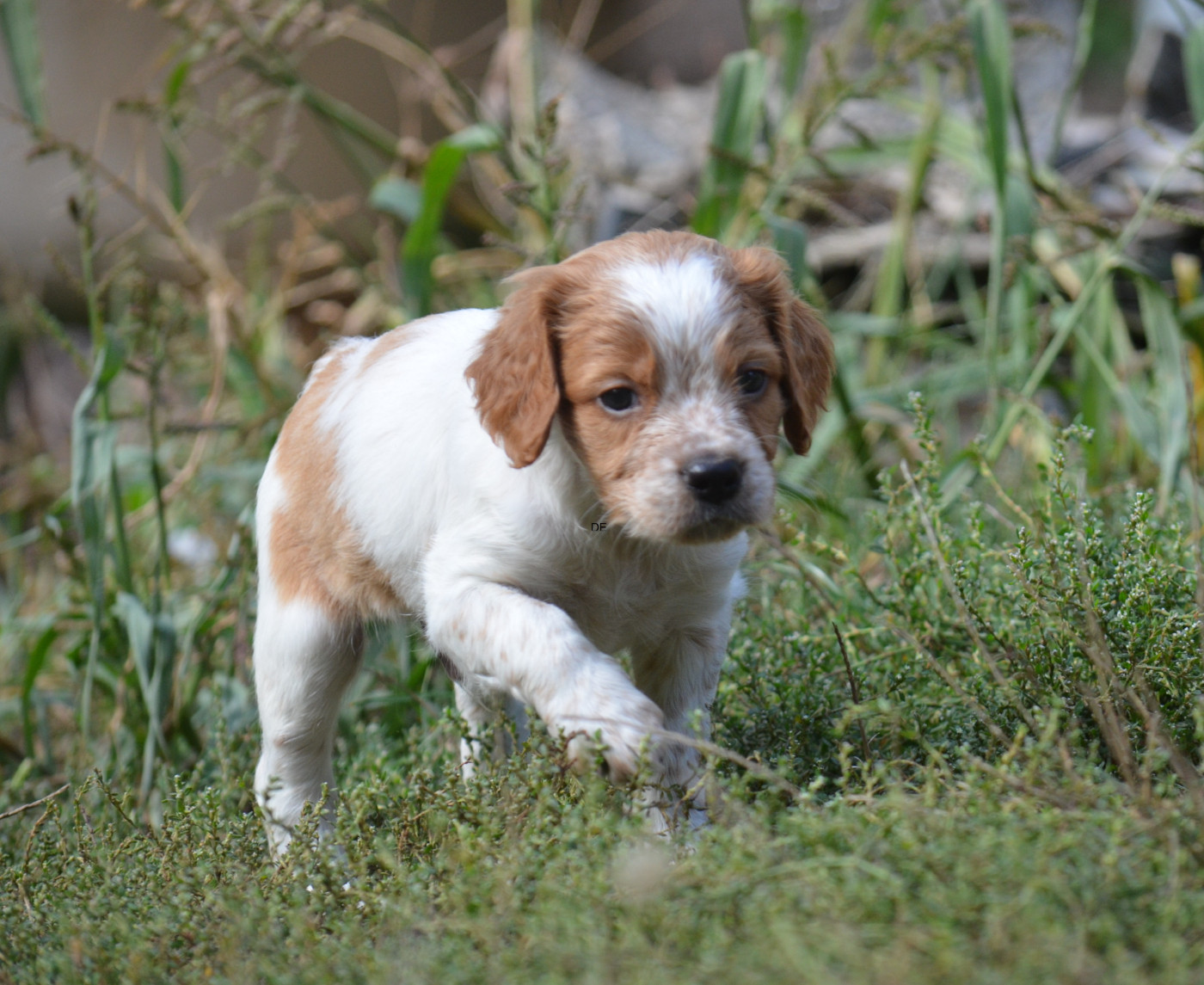 Chiot N°3