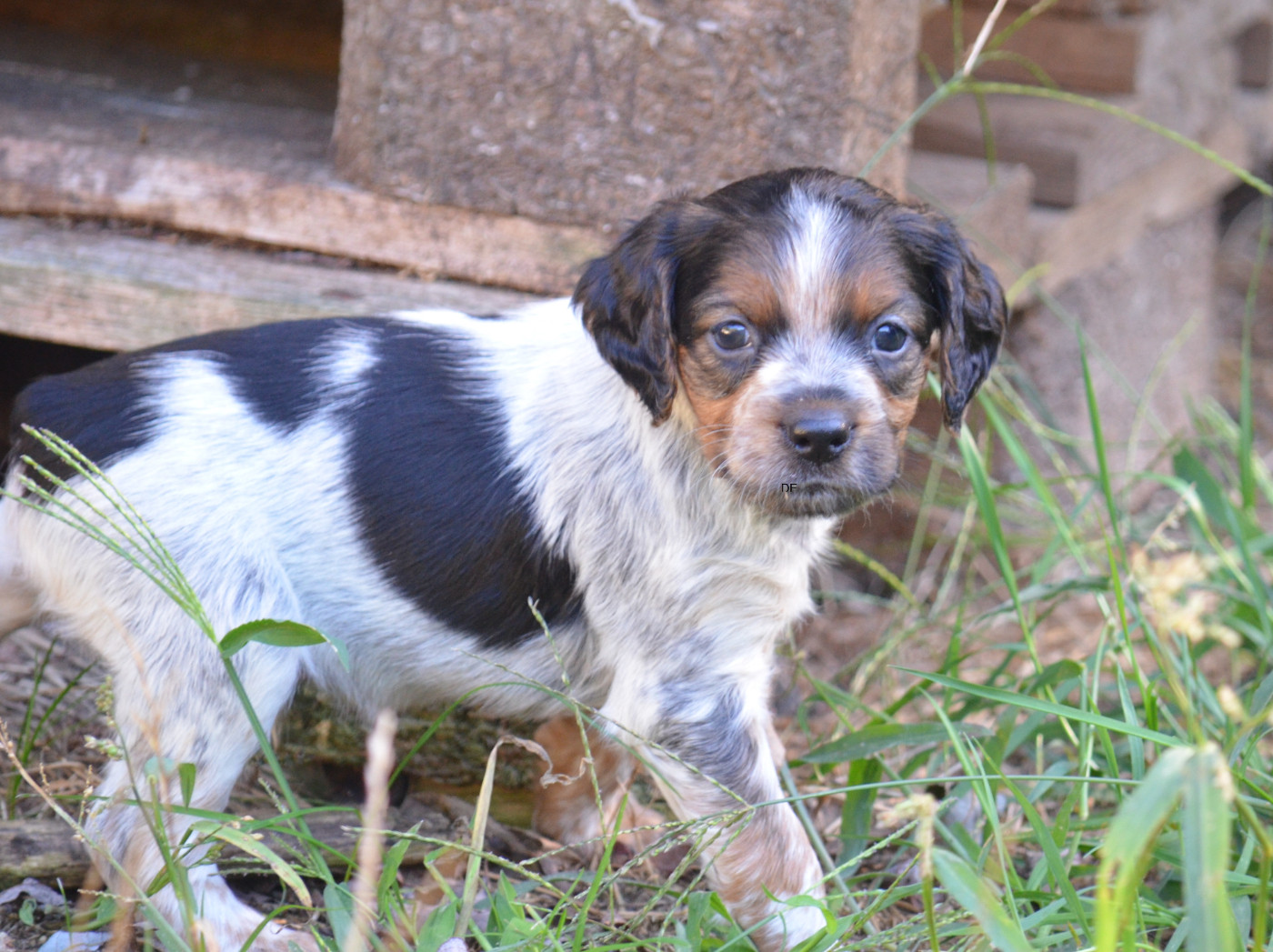 Chiot N°4