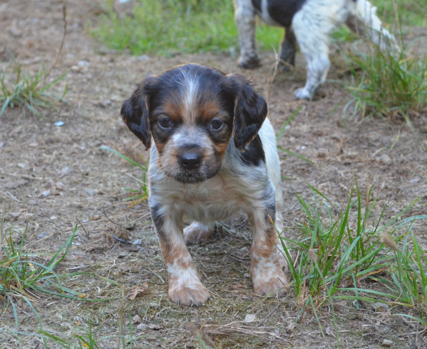 Chiot N°4