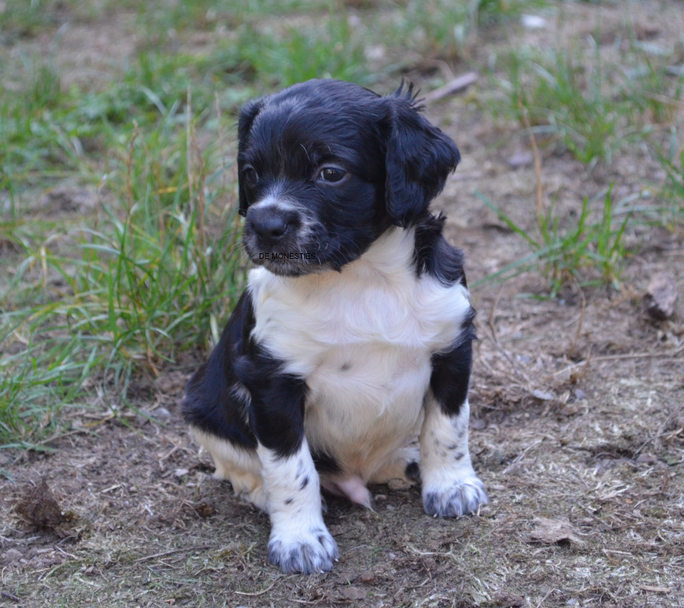 Chiot N°5