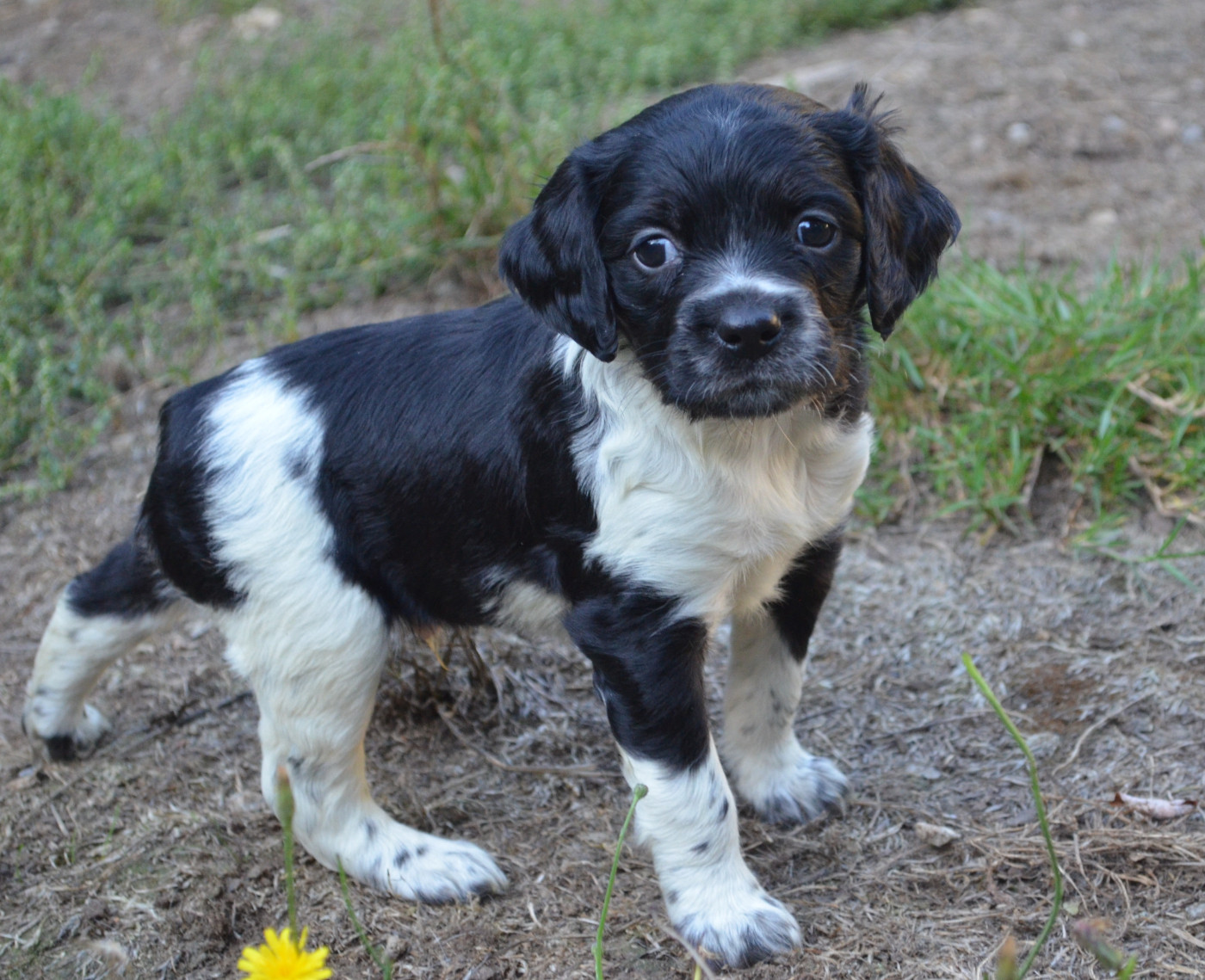 Chiot N°5