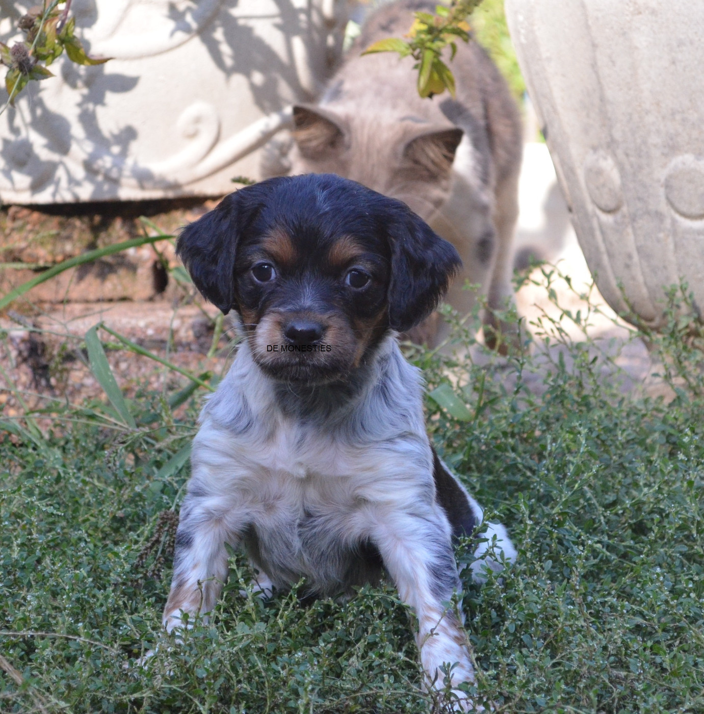 Chiot N°7