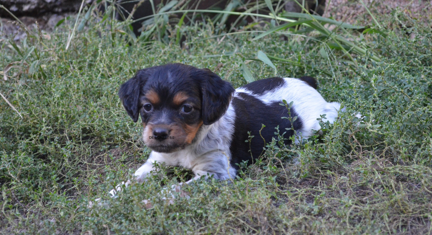 Chiot N°7