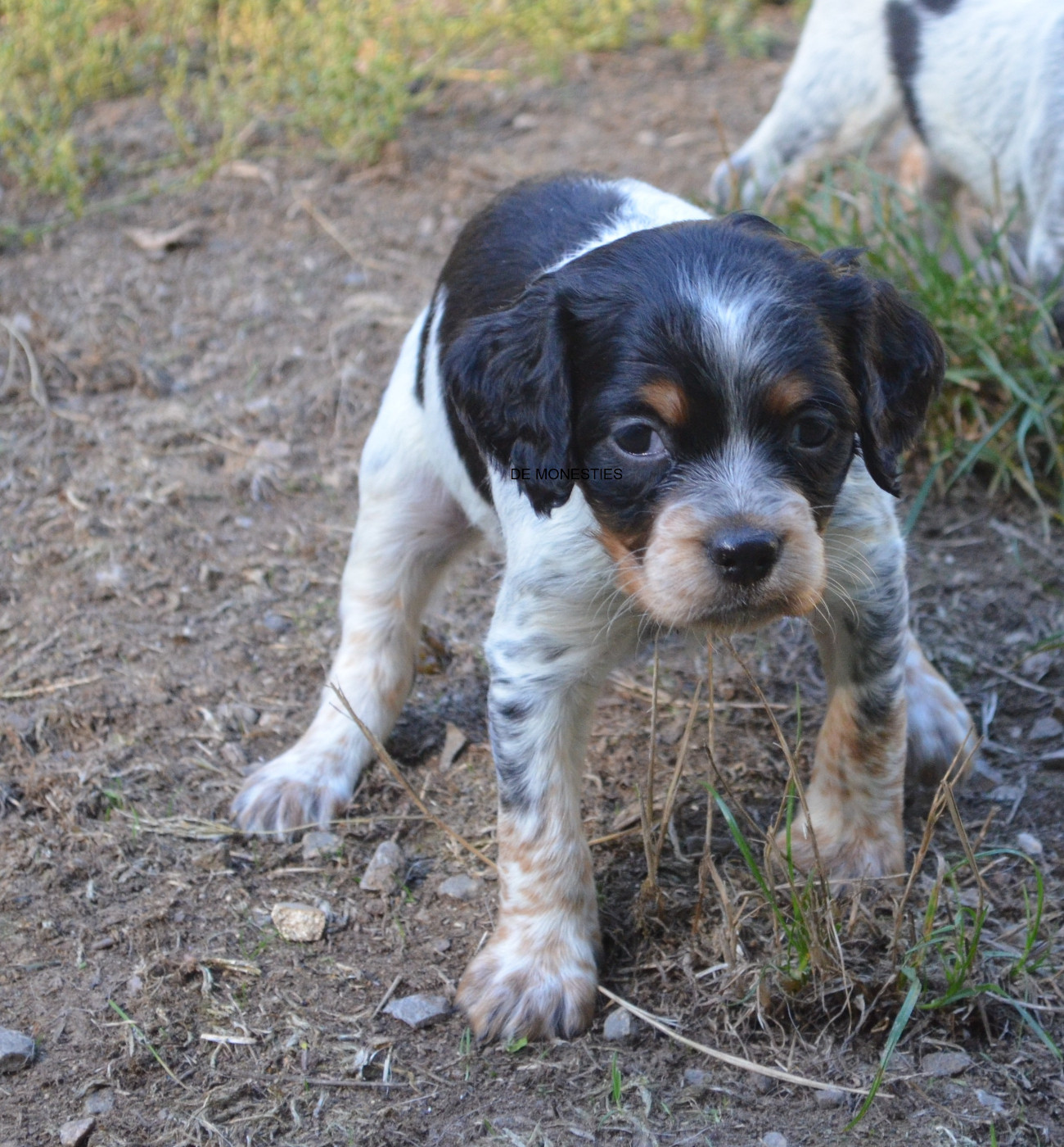 Chiot N°9
