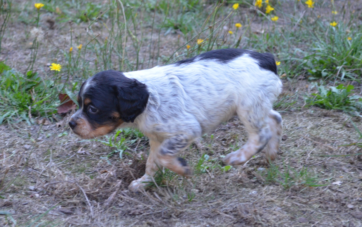 Chiot N°9
