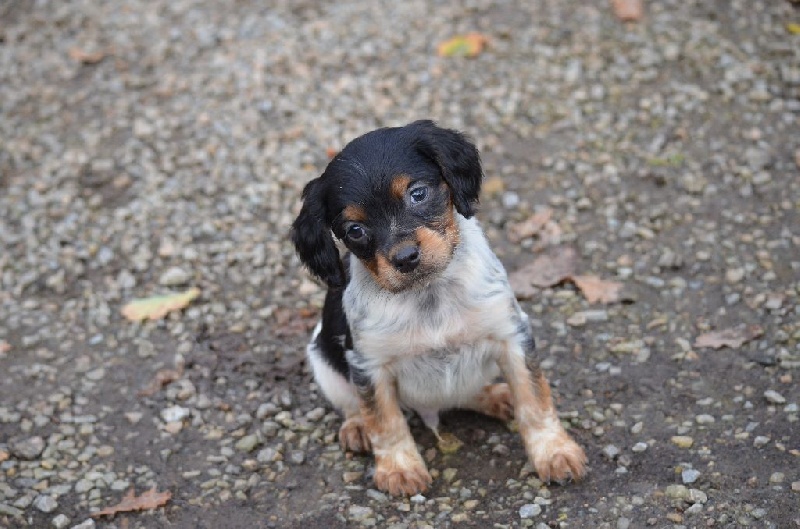 Chiot Elevage De Monesties Eleveur De Chiens Epagneul Breton