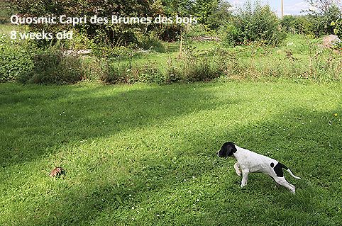 Quosmic capri Des brumes des bois
