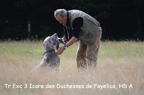 Des brumes des bois -