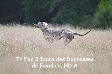 Des brumes des bois -