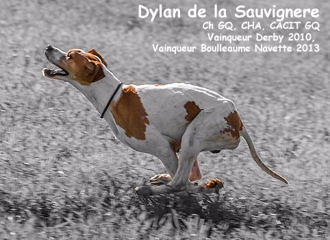 Des brumes des bois -