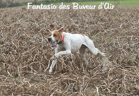 Des brumes des bois - Fantasio à la chasse, les patates aussi à fond comme si de rien