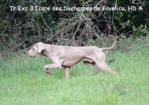 Des brumes des bois -
