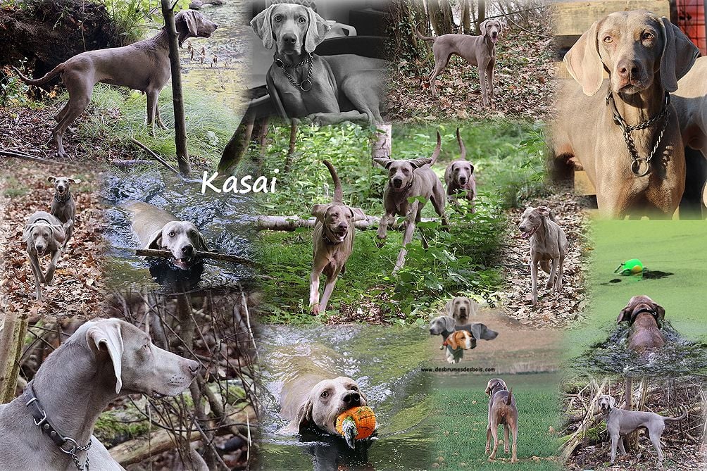 Kasaï Des brumes des bois