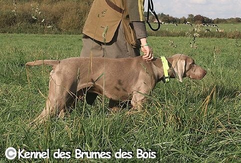 Des brumes des bois - Dasko