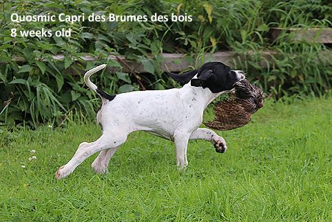 Quosmic capri Des brumes des bois