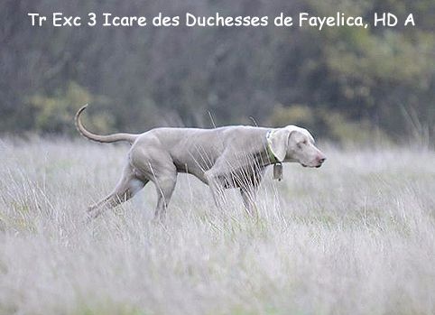Des brumes des bois -