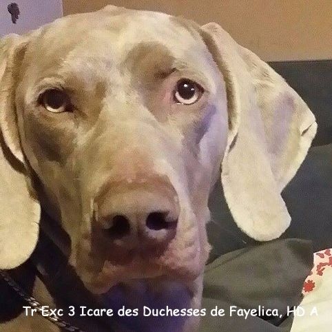 Des brumes des bois -