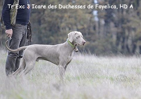 Des brumes des bois -