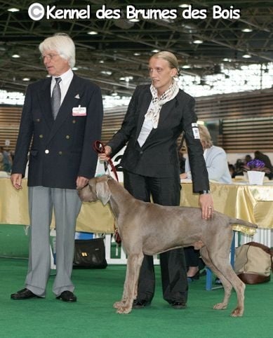 Des brumes des bois - Dasko Vainqueur du Championnat de France 2008