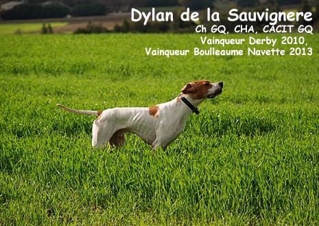 Des brumes des bois -