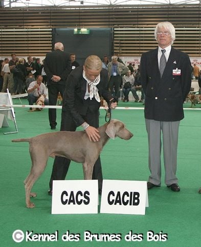 Des brumes des bois - Dasko Vainqueur du Championnat de France 2008