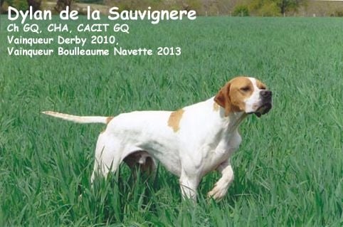 Des brumes des bois -