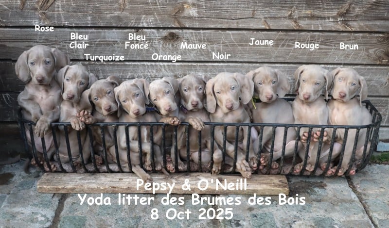 Braque de Weimar - Des brumes des bois