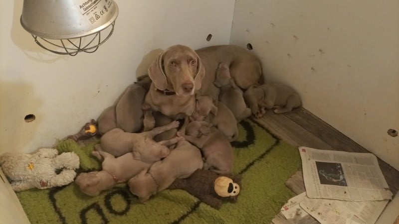 Braque de Weimar - Des brumes des bois