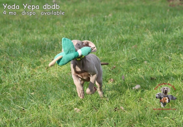 Yoda Yepa des Brumes des Bois