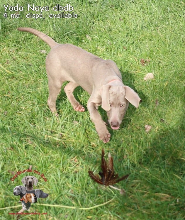 Yoda Naya des Brumes des Bois