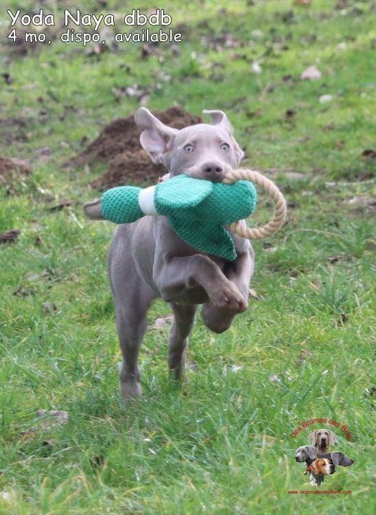 Yoda Naya des Brumes des Bois