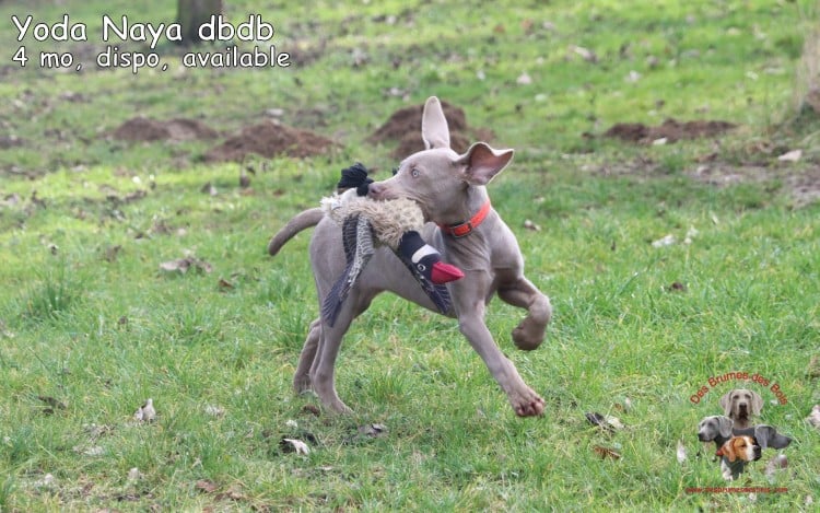 Yoda Naya des Brumes des Bois