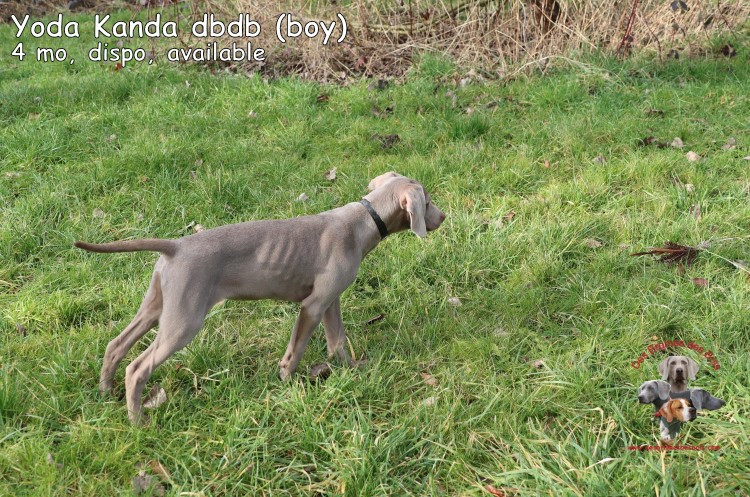 Yoda Kanda des Brumes des Bois