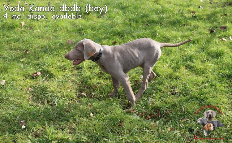 Yoda Kanda des Brumes des Bois