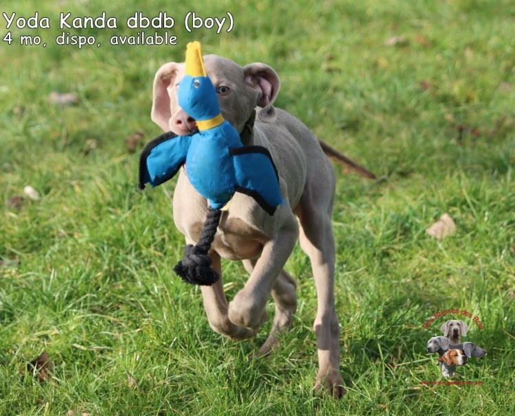 Yoda Kanda des Brumes des Bois