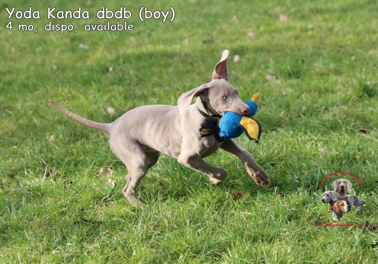 Yoda Kanda des Brumes des Bois