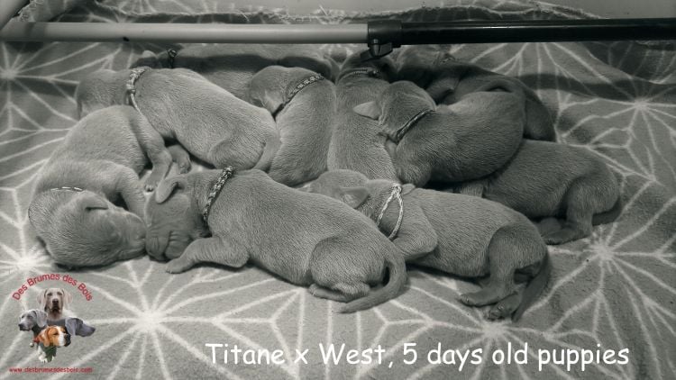 nr9 collier orange - Braque de Weimar