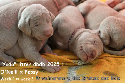 Les chiots de Braque de Weimar