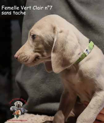 Les chiots de Braque de Weimar