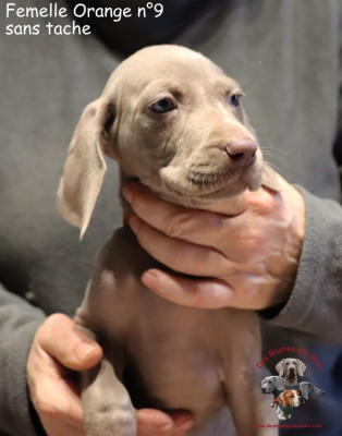 Les chiots de Braque de Weimar