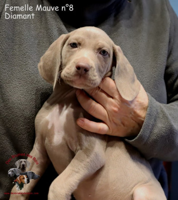 Les chiots de Braque de Weimar