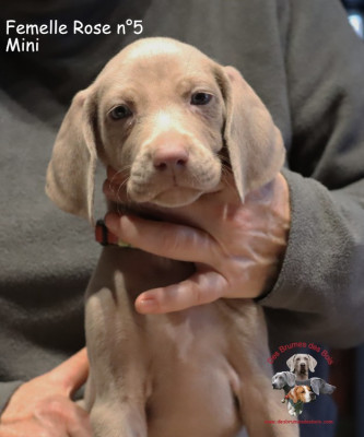 Les chiots de Braque de Weimar