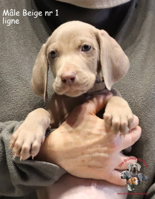 Les chiots de Braque de Weimar