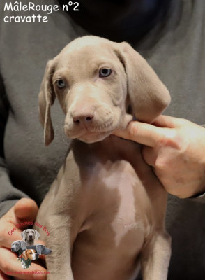 Les chiots de Braque de Weimar